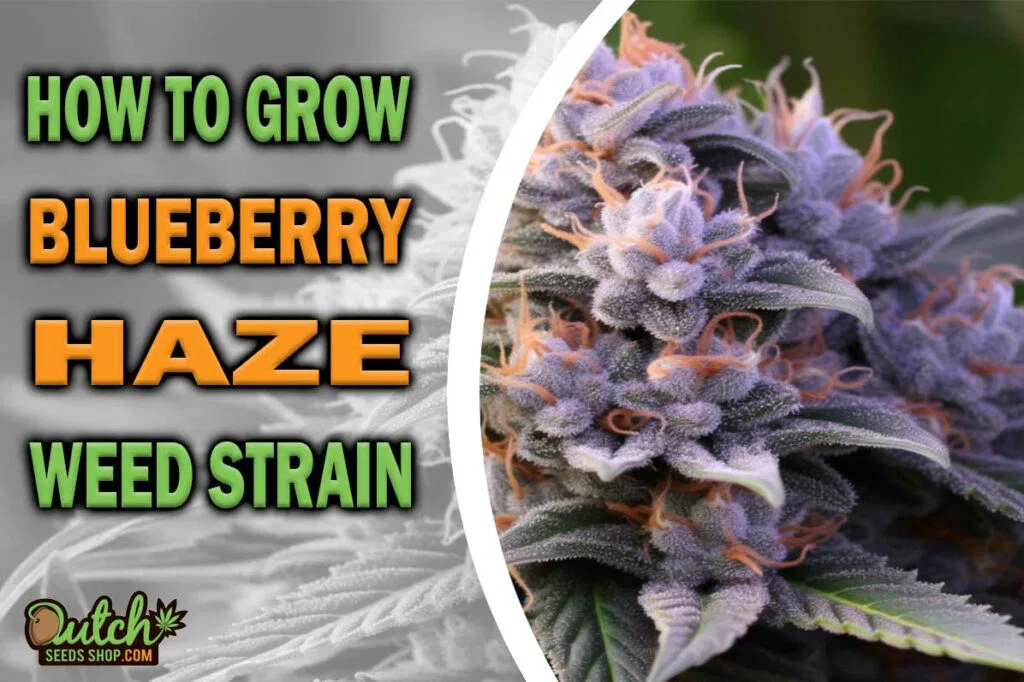 How to Grow Blueberry Haze Strain