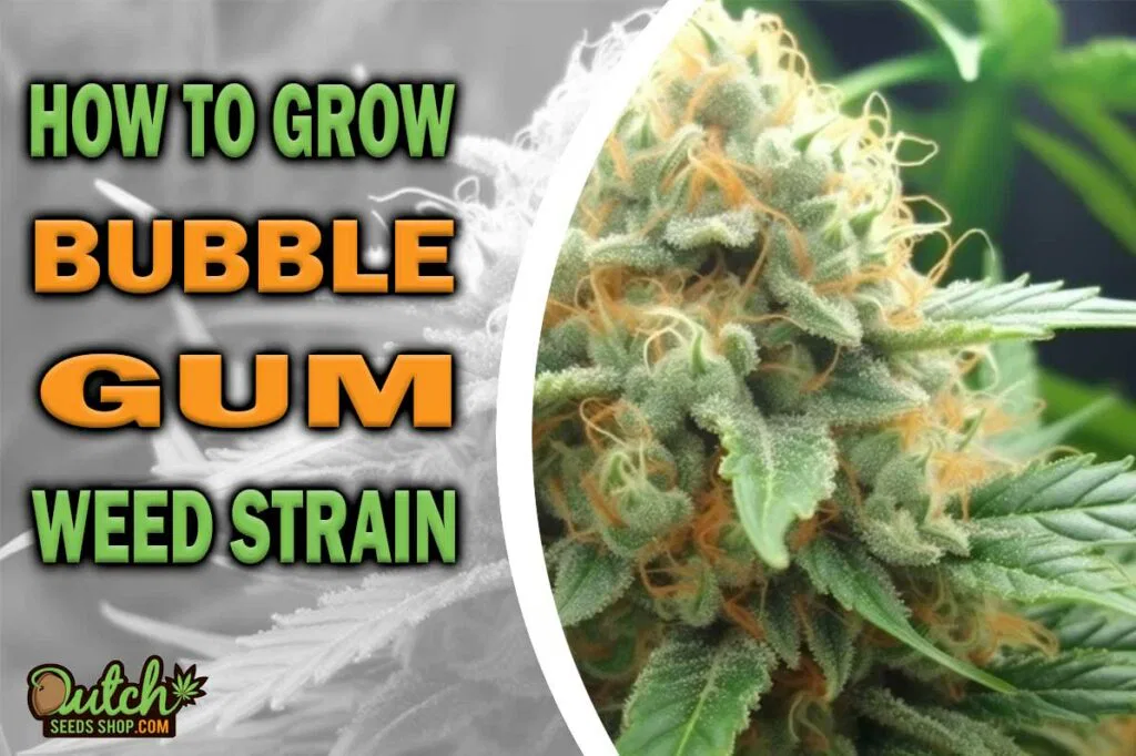 How to Grow Bubble Gum Strain