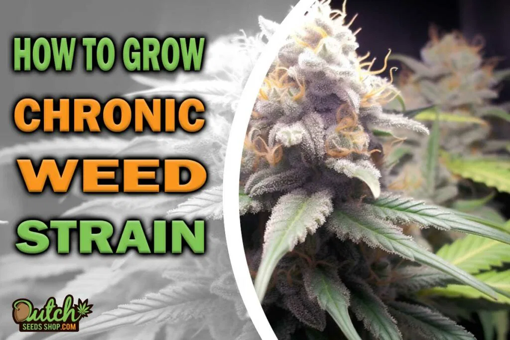 How to Grow Chronic Weed Strain