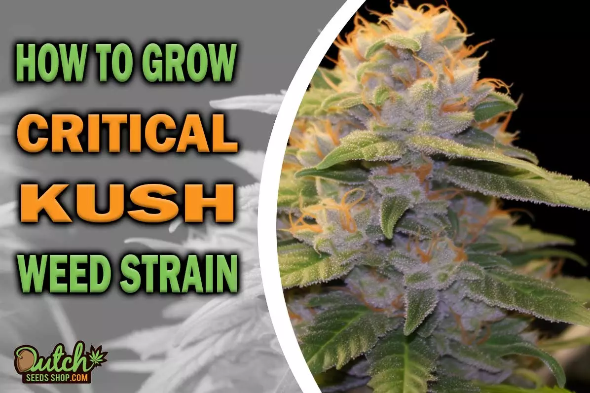 How to Grow Critical Kush Strain
