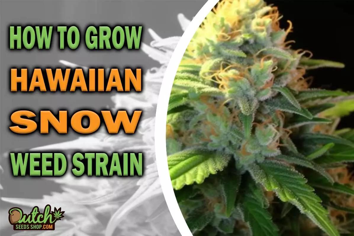 How to Grow Hawaiian Snow Strain