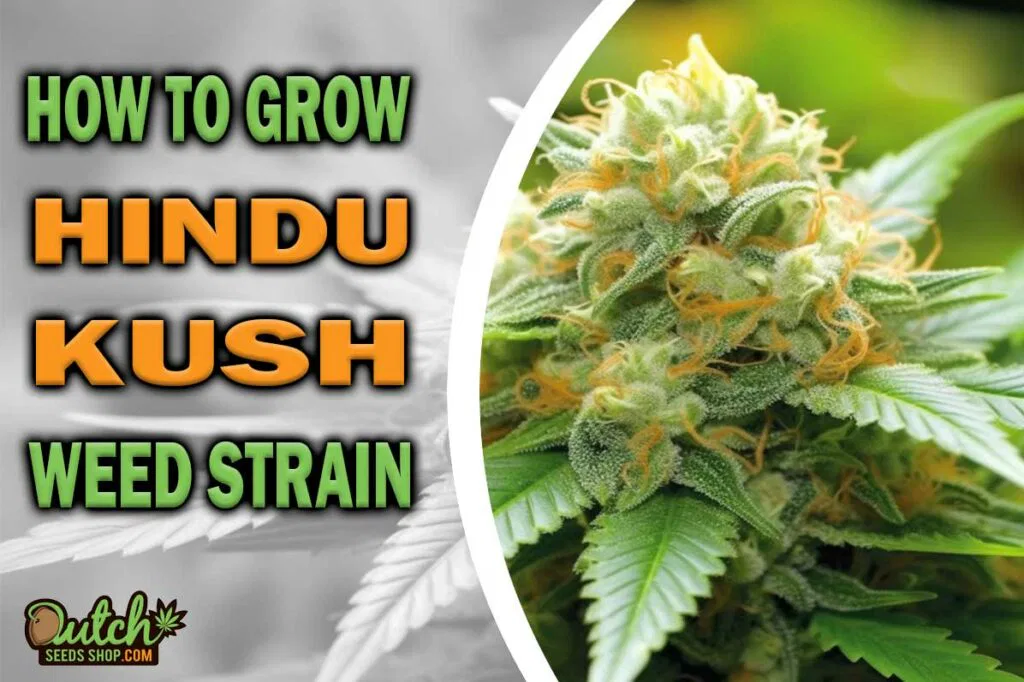 How to Grow Hindu Kush Strain