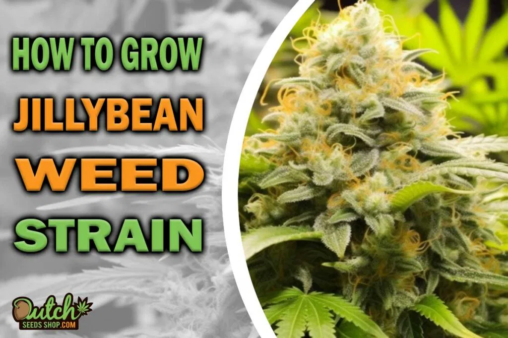 How to Grow Jillybean Strain