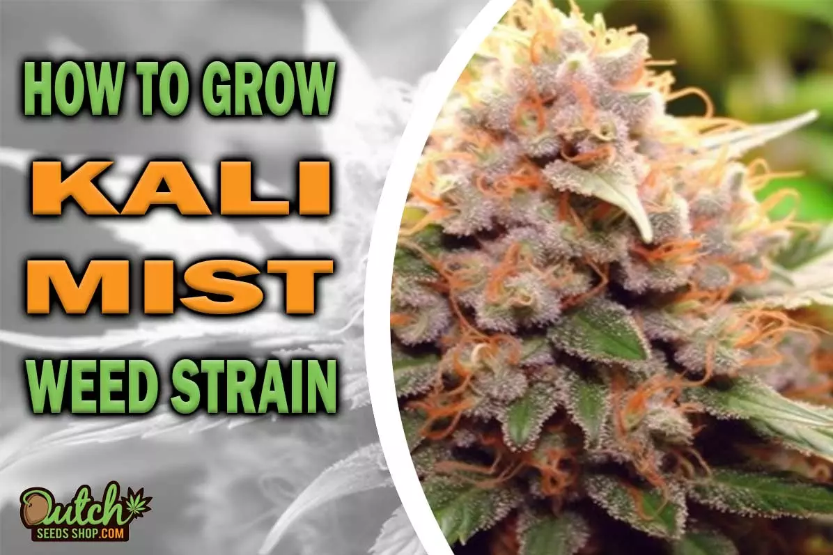 How to Grow Kali Mist Strain