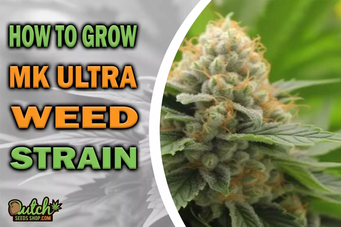 How to Grow MK Ultra Strain