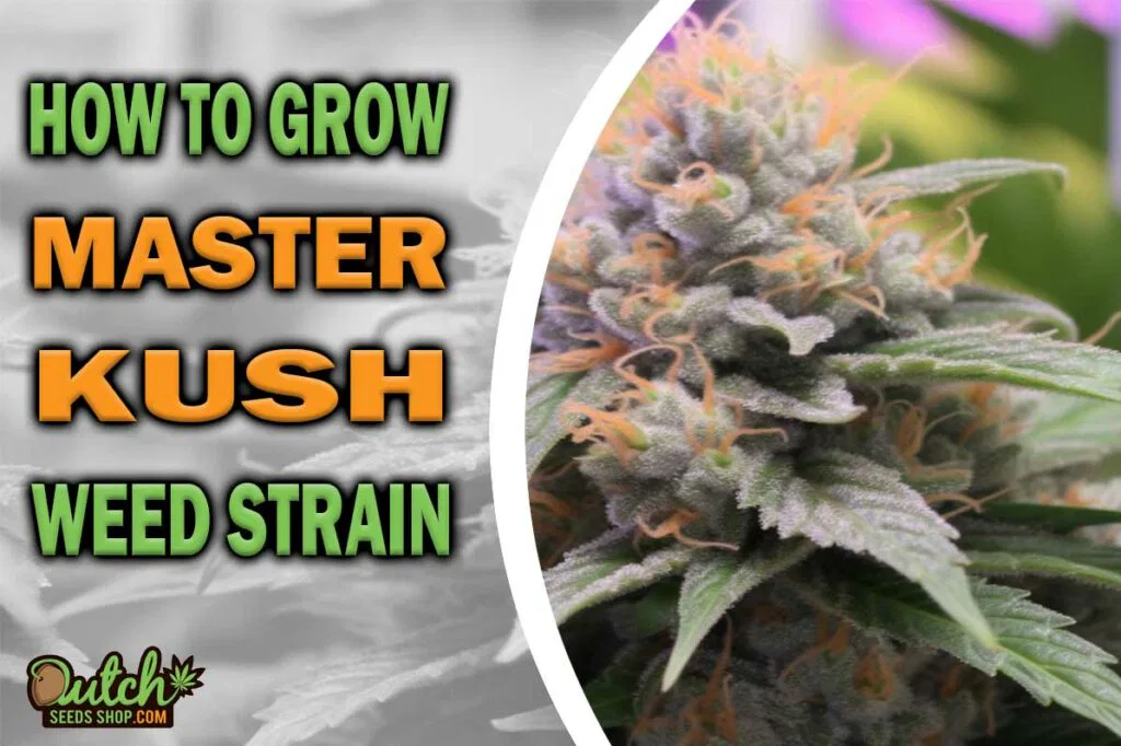 How to Grow Master Kush Strain