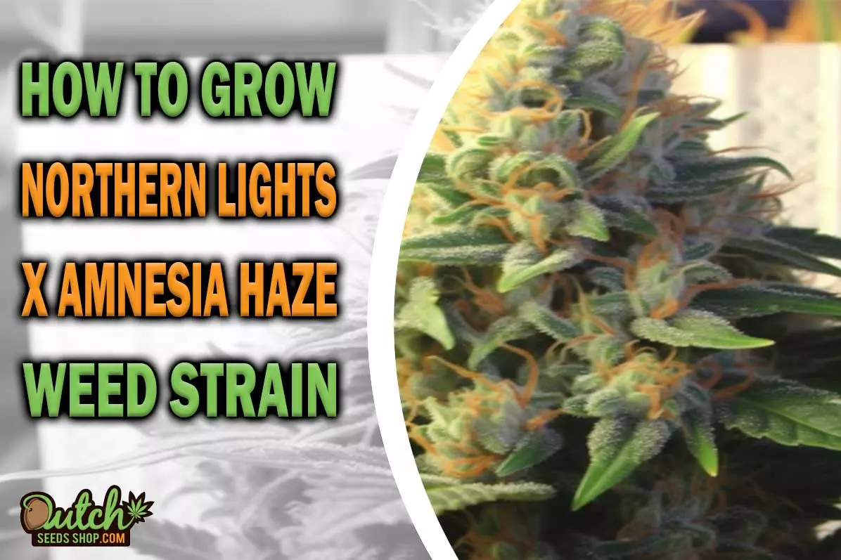 How to Grow Northern Lights x Amnesia Haze Strain