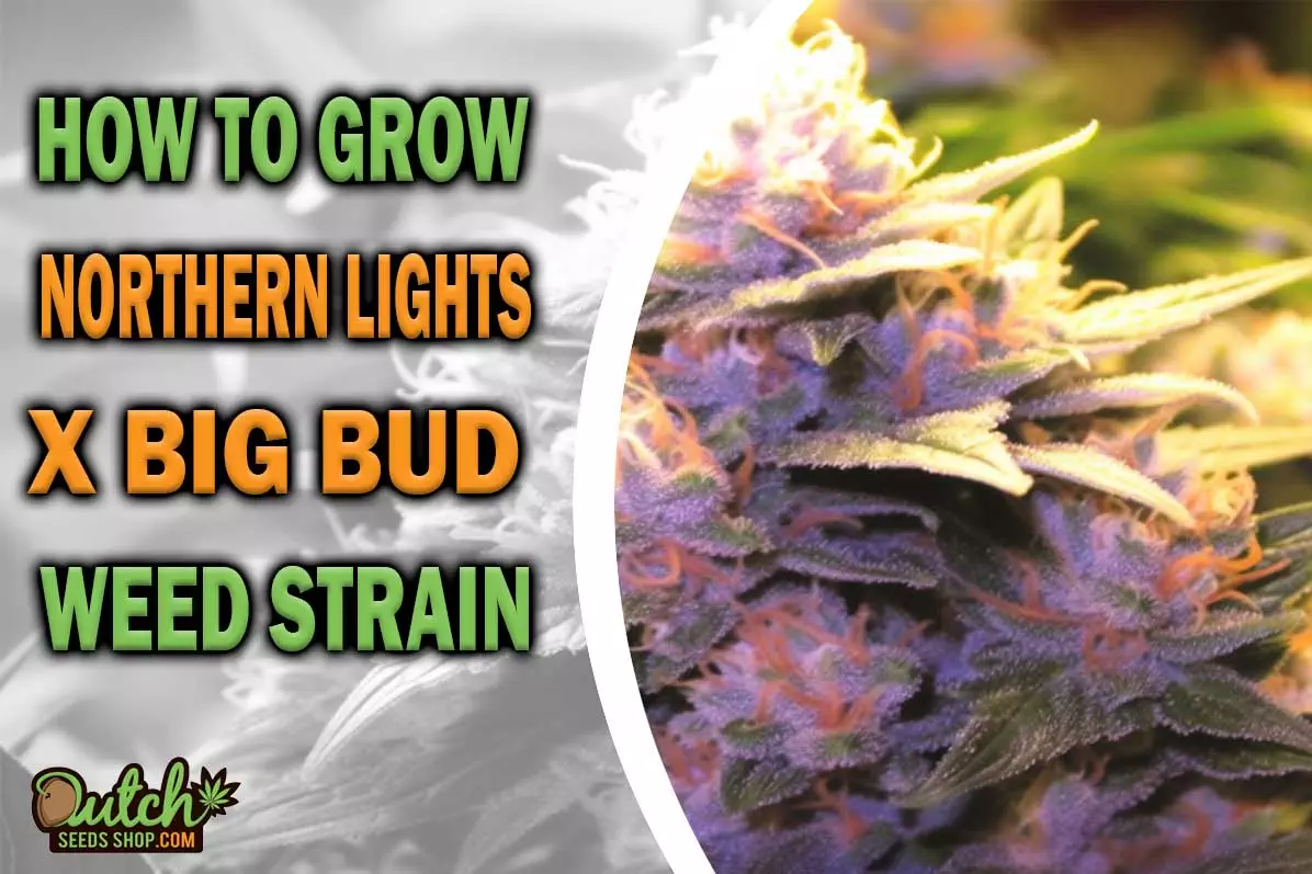 How to Grow Northern Lights x Big Bud Strain