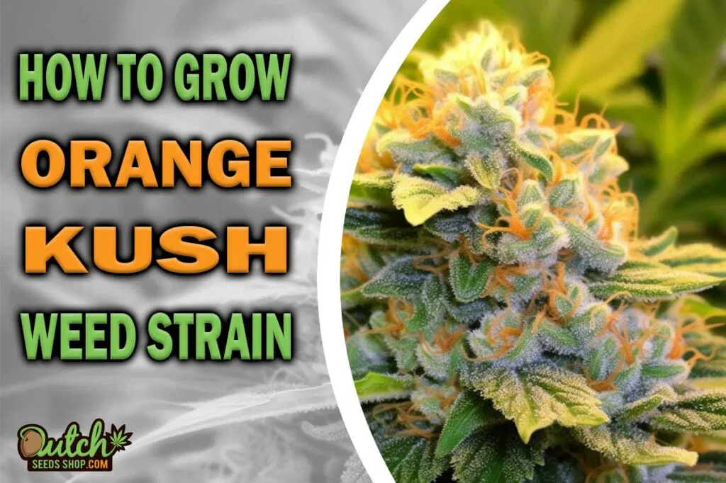 How to Grow Orange Kush Strain
