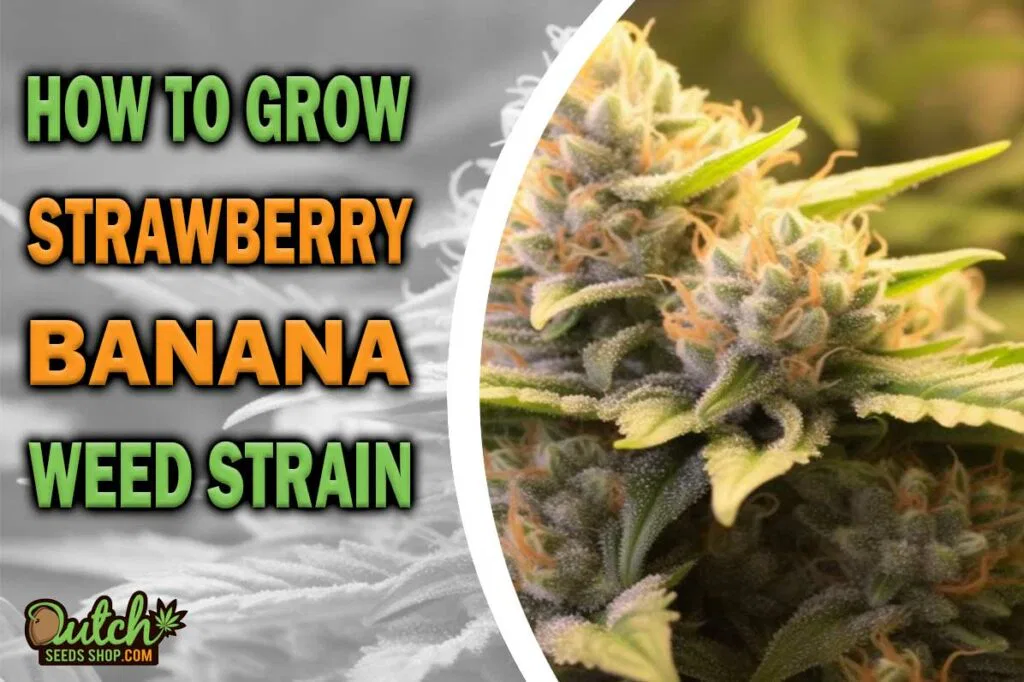 How to Grow Strawberry Banana Strain
