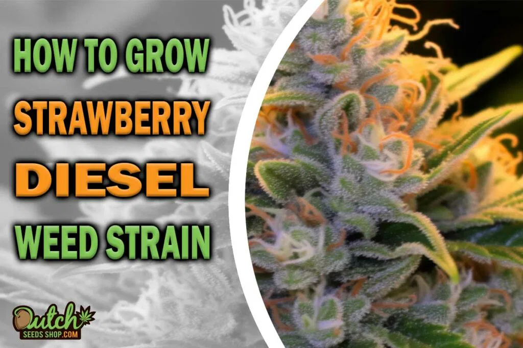How to Grow Strawberry Diesel Strain