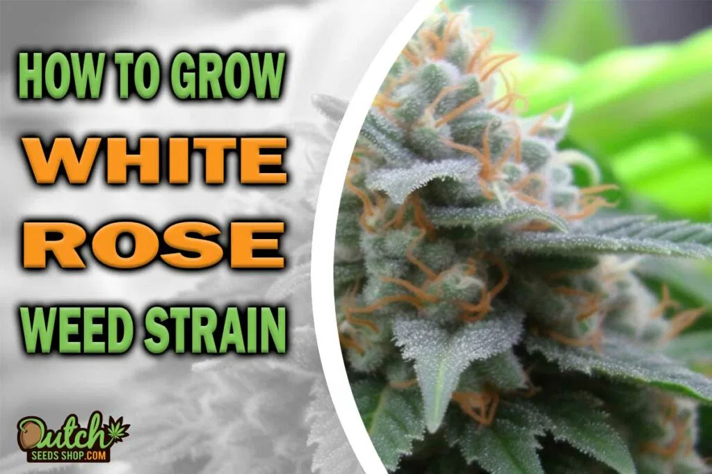 How to Grow White Rose Strain