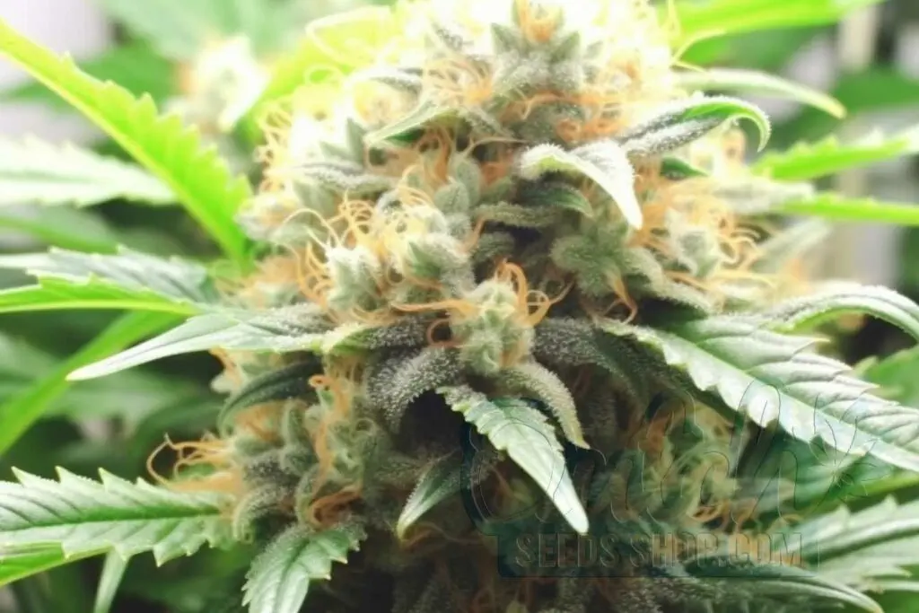 Is Amnesia Haze Indica or Sativa