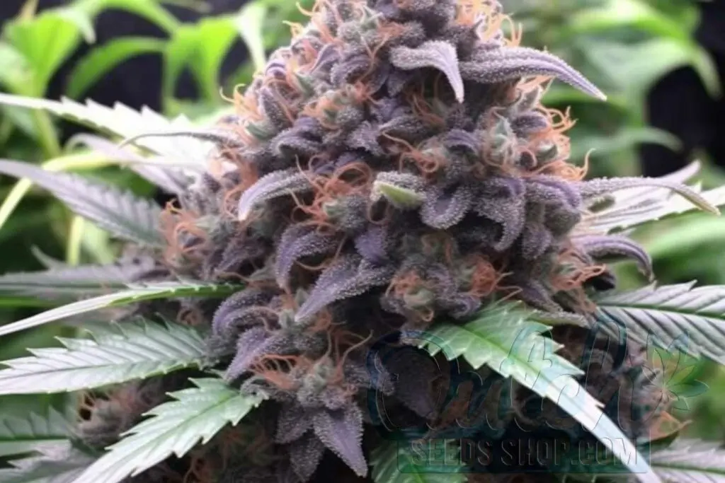 Is Animal Cookies Indica or Sativa?