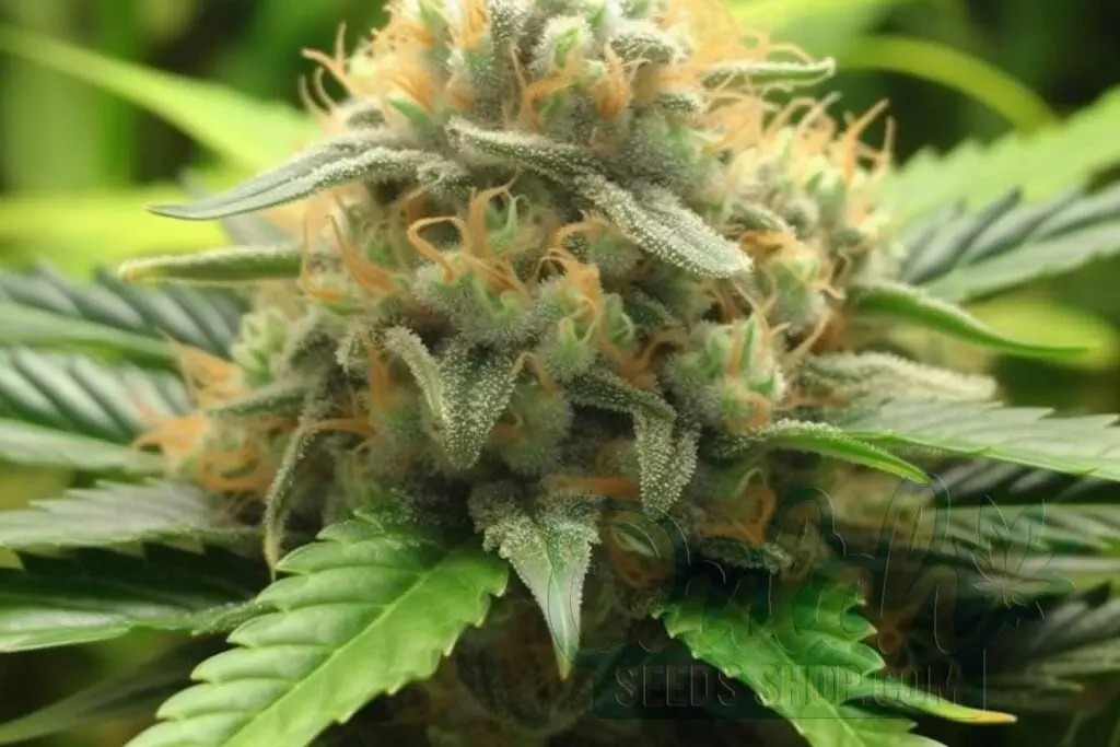 Is Bay Dream Indica or Sativa