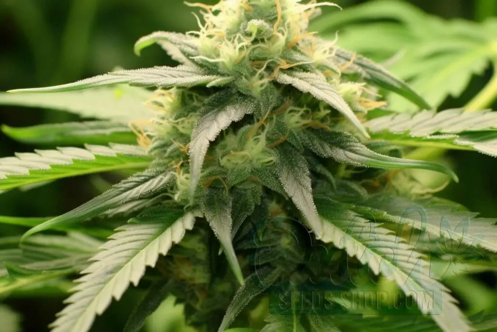 Is Early Bud Indica or Sativa