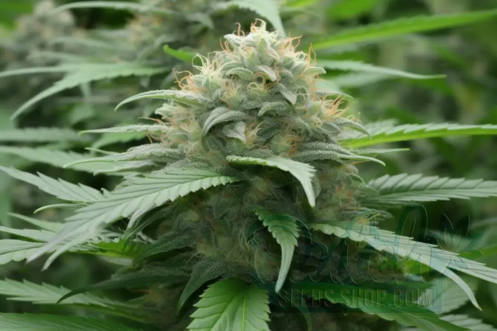 Is Edelweiss Indica or Sativa