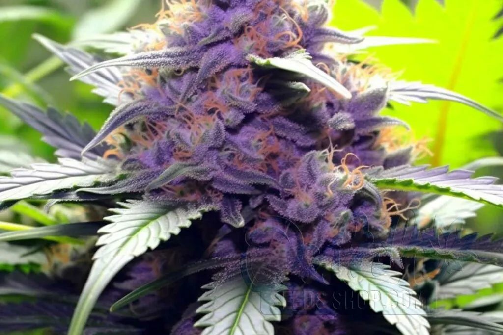 Is Mazar x Blueberry Indica or Sativa