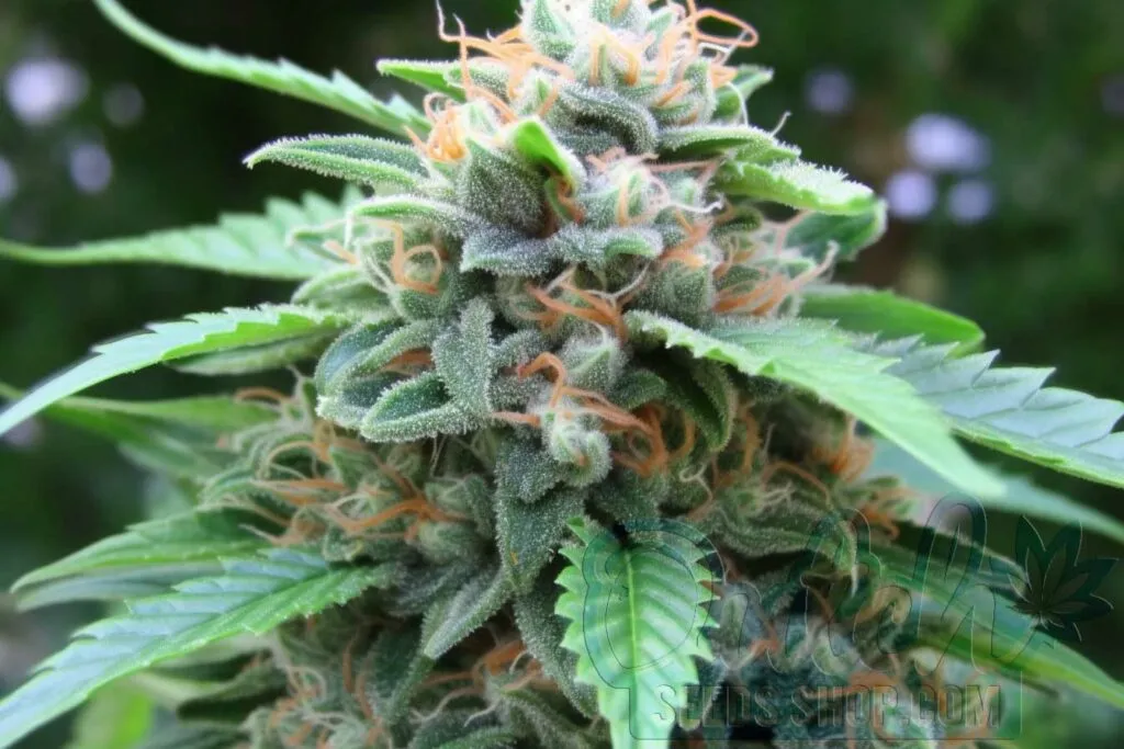 Is Northstar Indica or Sativa?