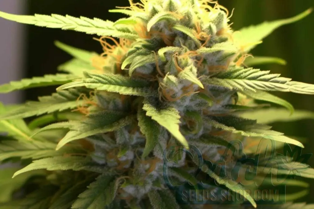 Is Pineapple Express Strain Indica or Sativa?