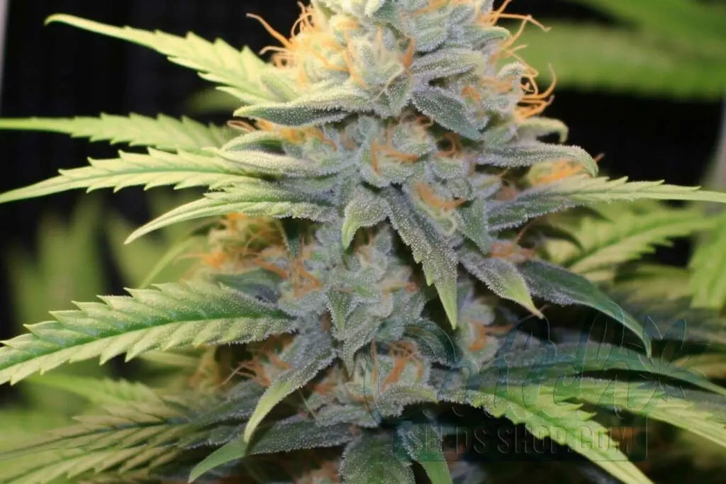 Is Pure Power Plant Indica or Sativa