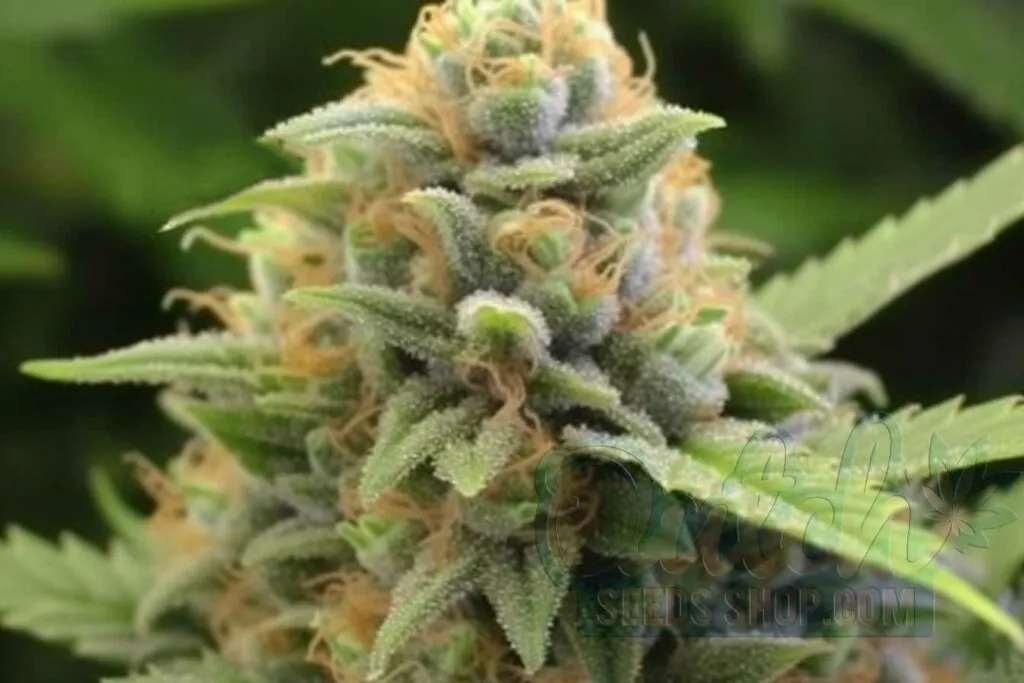 Is Quantum Kush Indica or Sativa