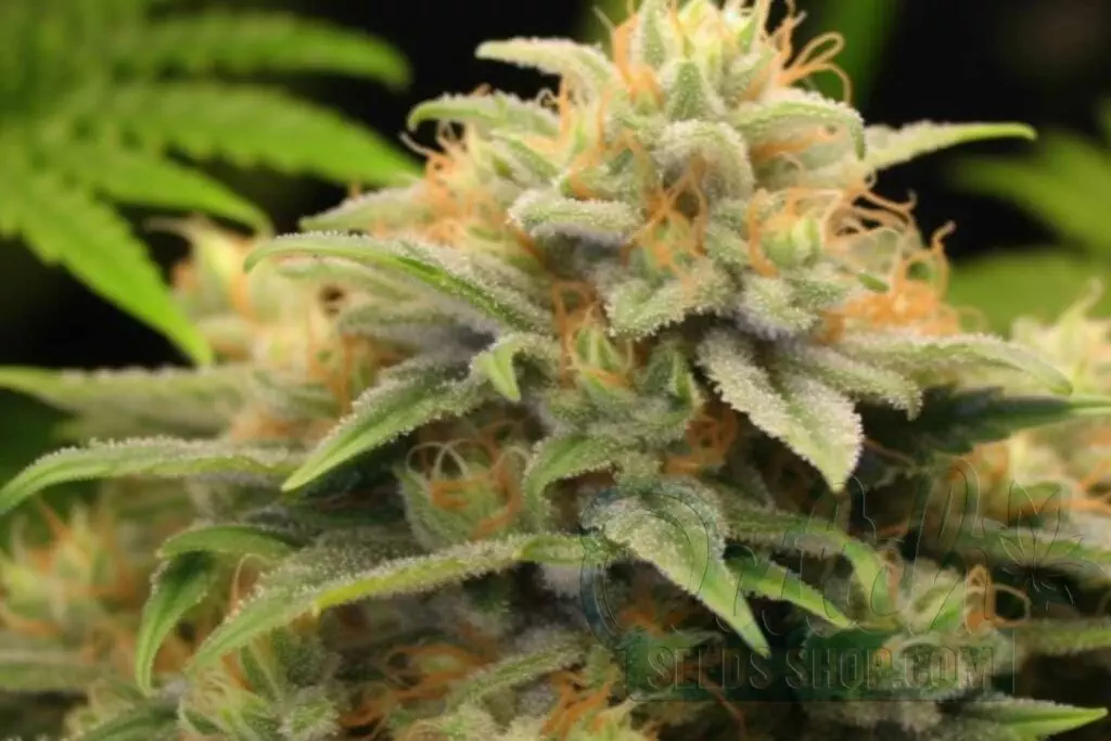 Is Strawberry Cough Indica or Sativa