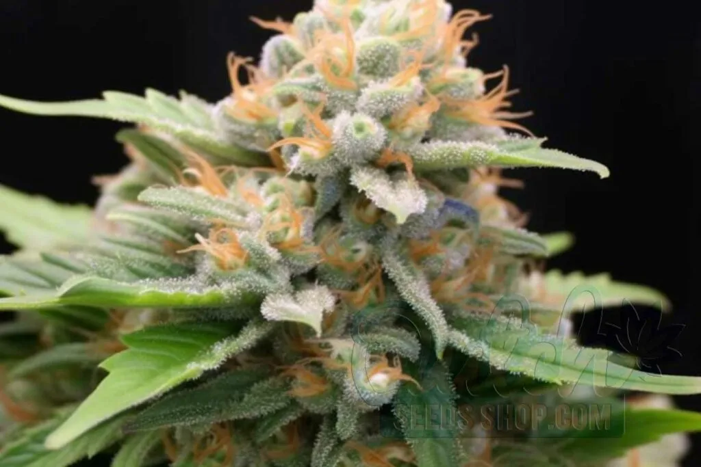 Is Super Ice Indica or Sativa