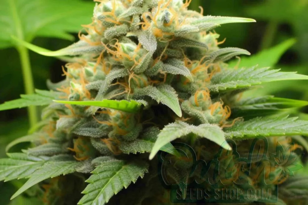 Is Super Skunk Indica or Sativa?