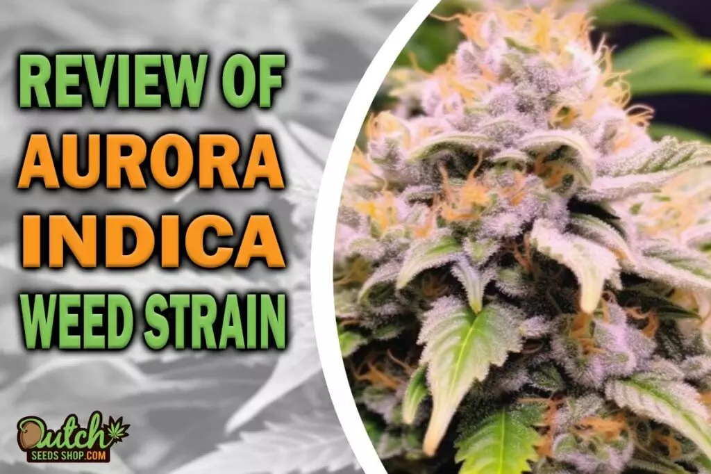 Review Of Aurora Indica Weed Strain