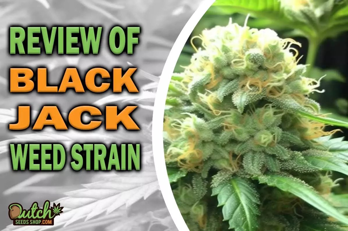 Black Jack Marijuana Strain Information and Review
