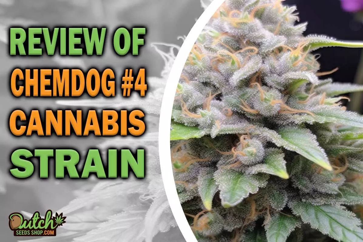 Chemdog #4 Marijuana Strain Information and Review
