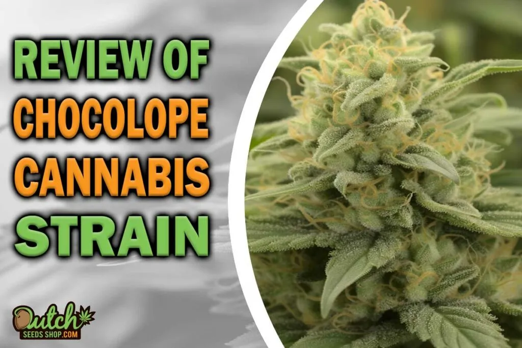 Review Of Chocolope Cannabis Strain