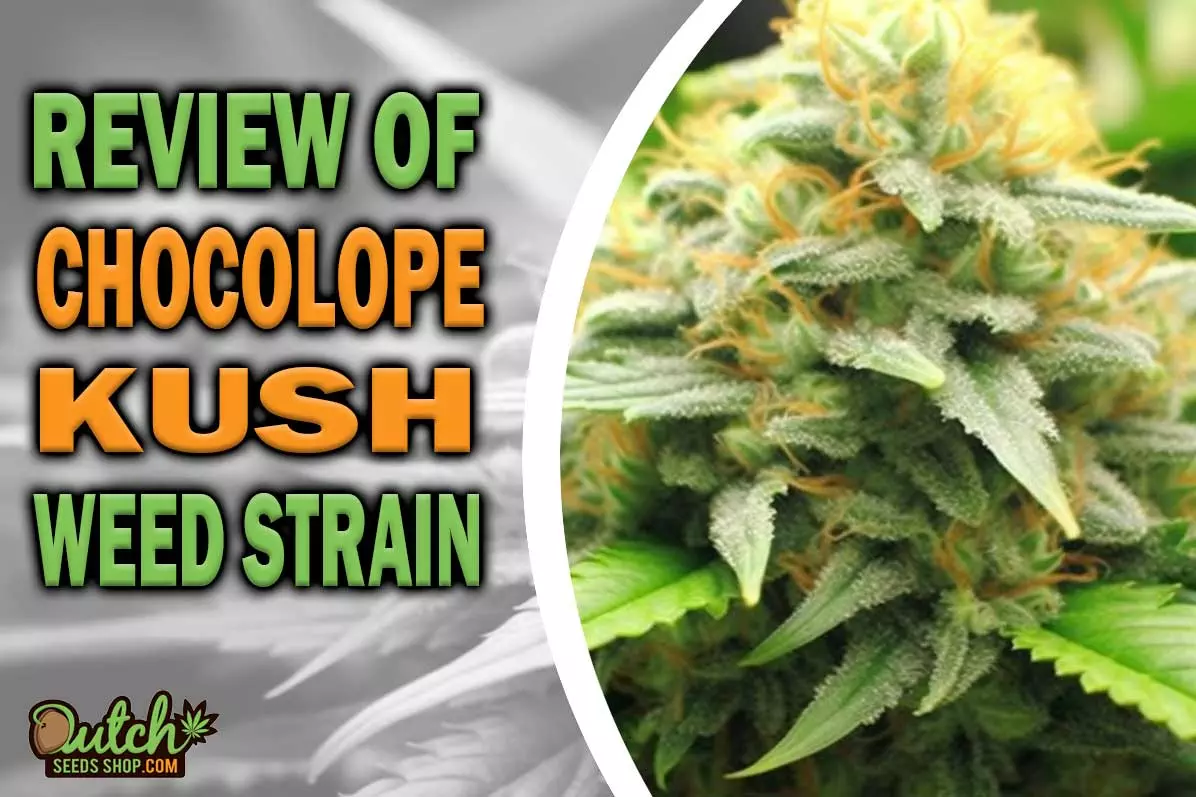 Chocolope Kush Marijuana Strain Information and Review
