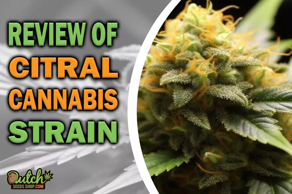 Citral Marijuana Strain Information and Review