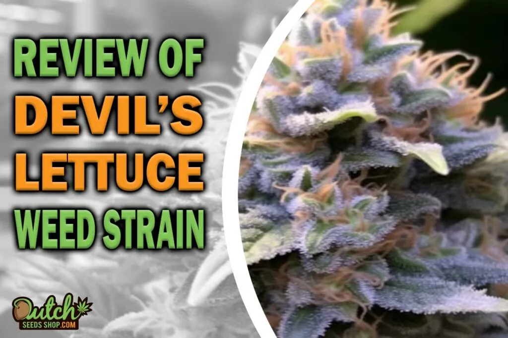 Review Of Devil's Lettuce Weed Strain
