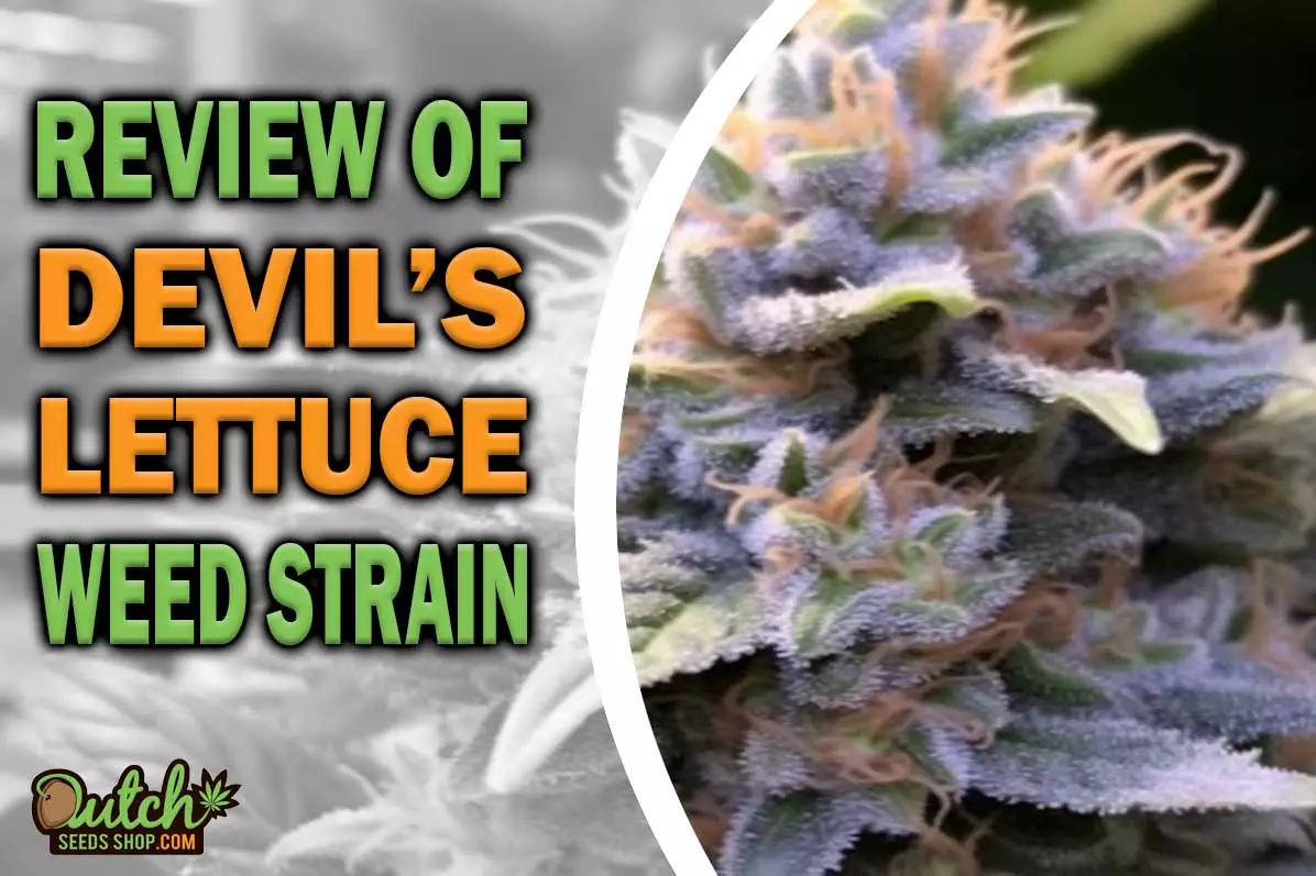 Devil’s Lettuce Marijuana Strain Information and Review