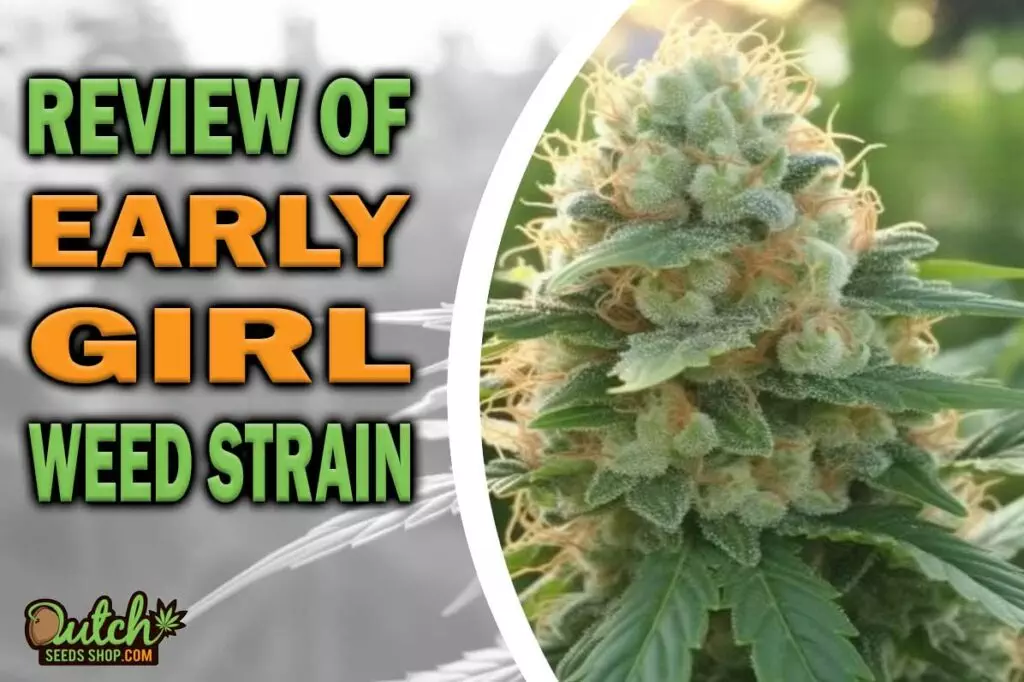 Review Of Early Girl Weed Strain
