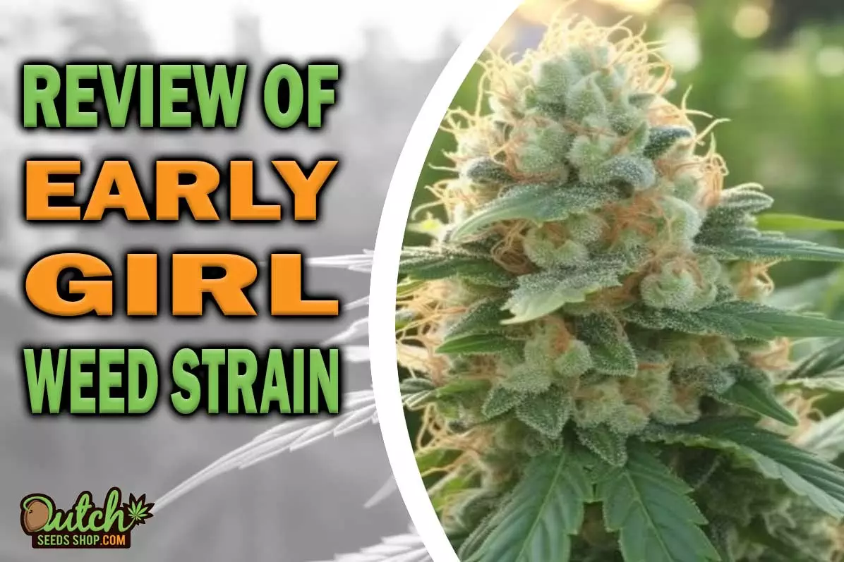 Early Girl Marijuana Strain Information and Review