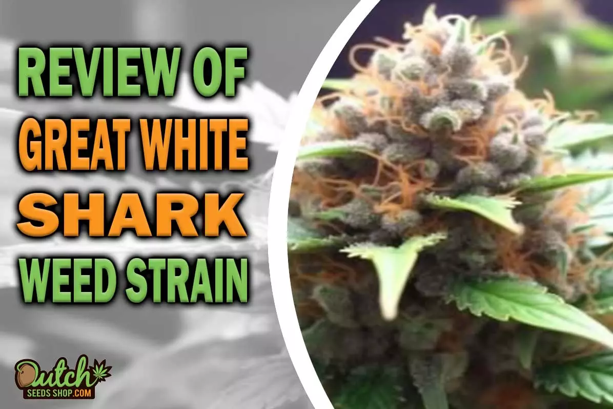 Great White Shark Marijuana Strain Information and Review