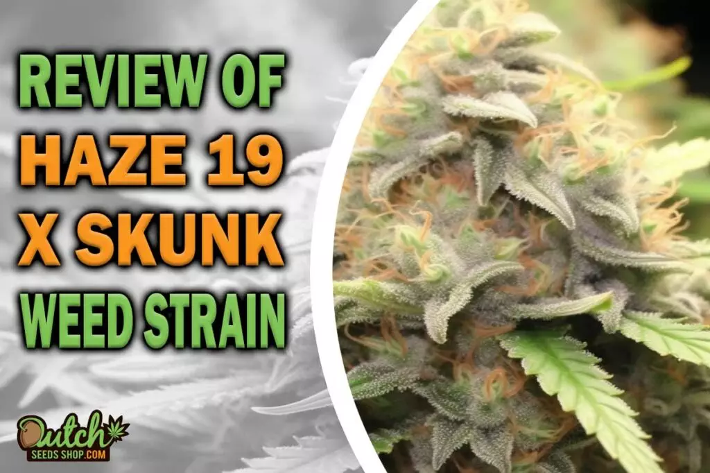 Review Of Haze 19 x Skunk Weed Strain