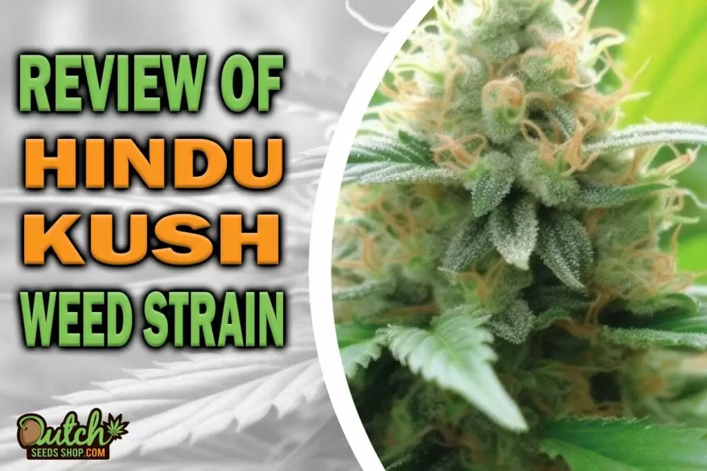 Review Of Hindu Kush Weed Strain