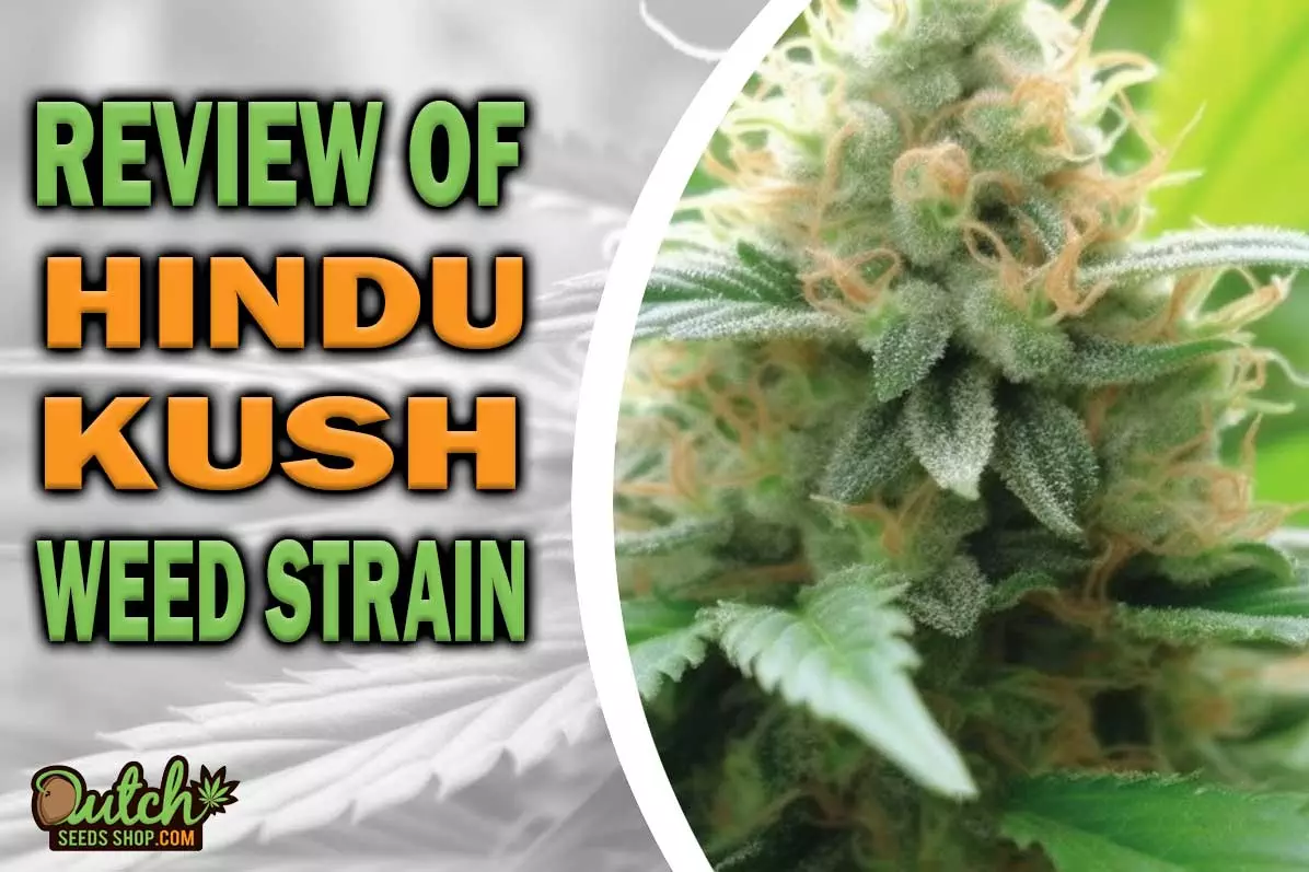 Hindu Kush Marijuana Strain Information and Review