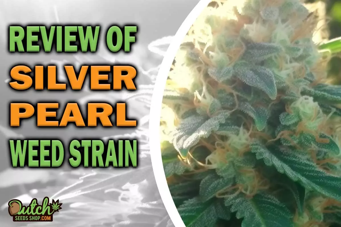 Silver Pearl Marijuana Strain Information and Review