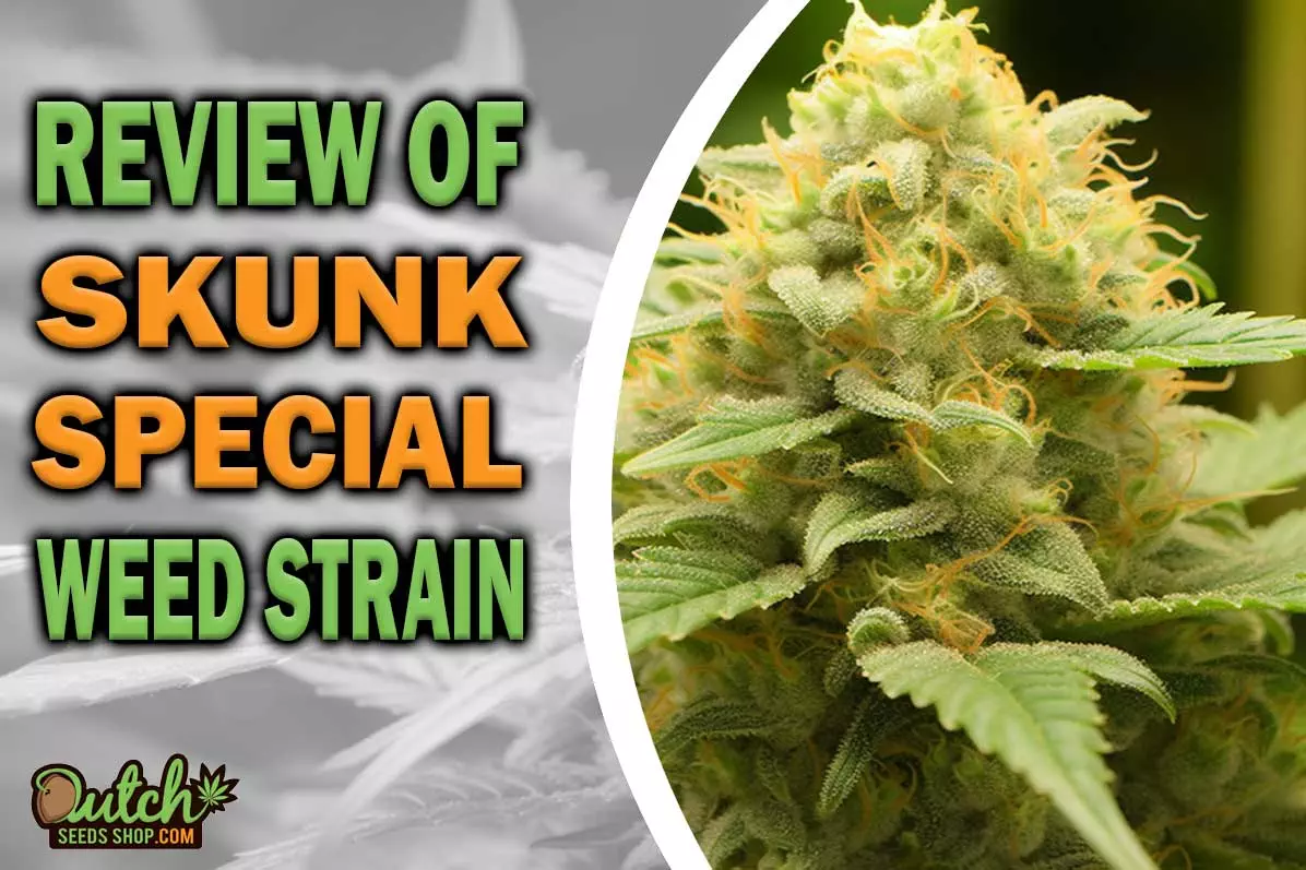 Skunk Special Marijuana Strain Information and Review