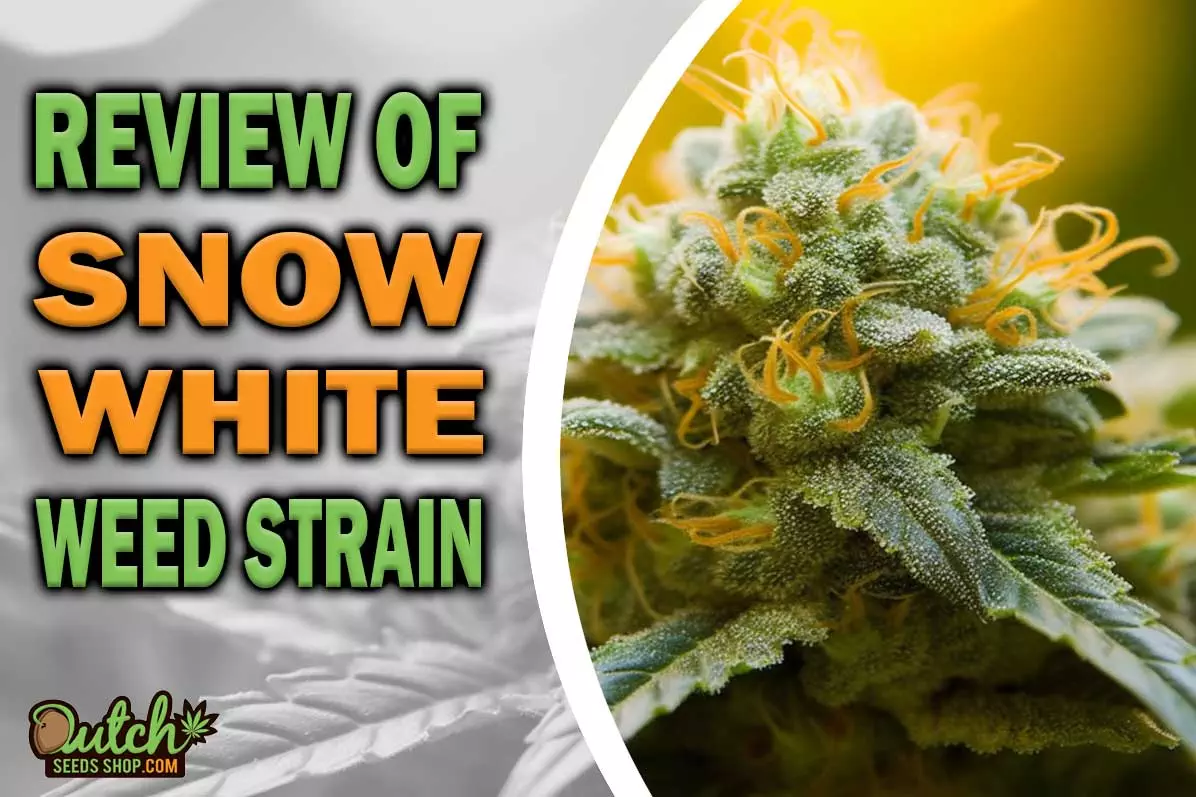 Snow White Marijuana Strain Information and Review
