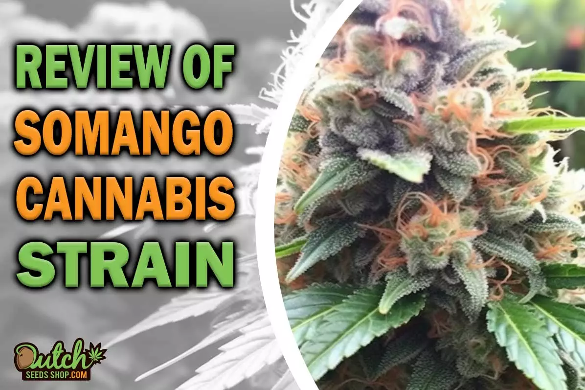 Somango Marijuana Strain Information and Review