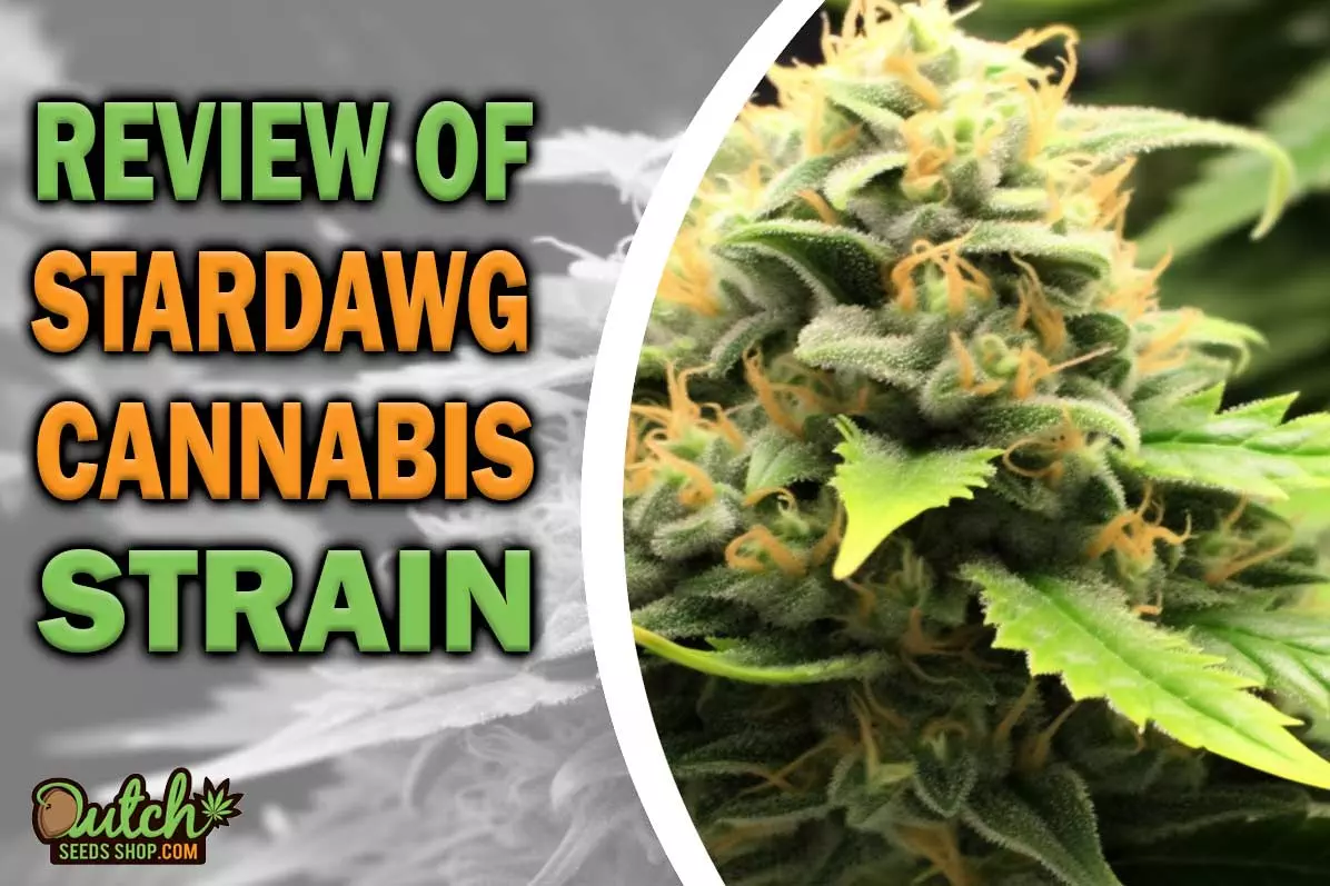 Stardawg Marijuana Strain Information and Review