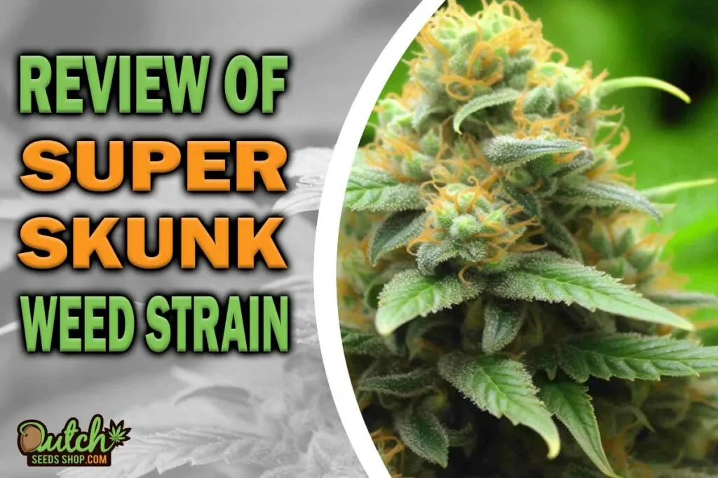 Review Of Super Skunk Weed Strain