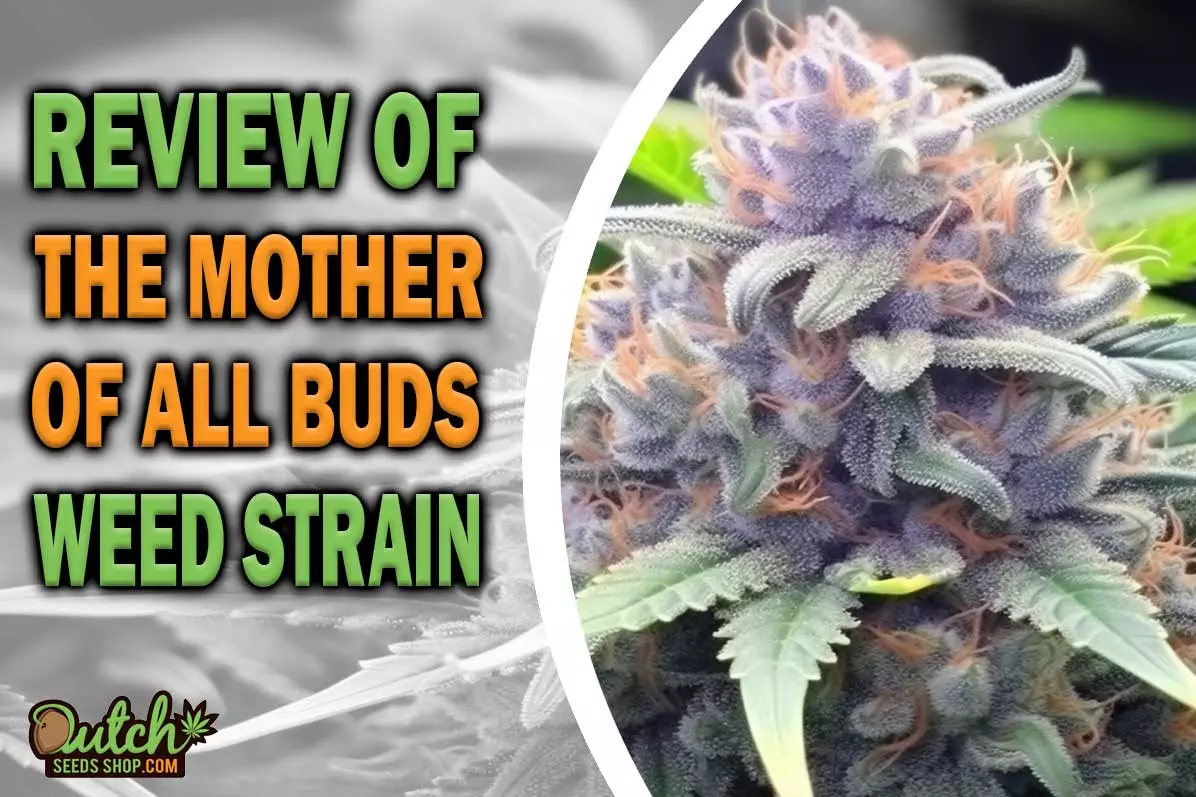 The Mother Of All Buds Marijuana Strain Information and Review